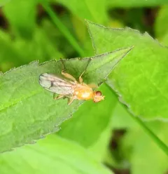 Cordilura praeusta thumbnail 3