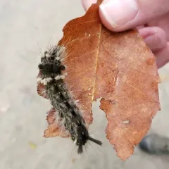 Powdered Dagger thumbnail 2