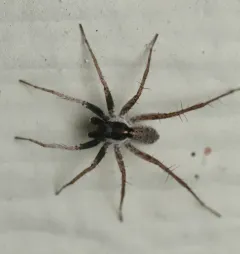 Pardosa saxatilis thumbnail 3