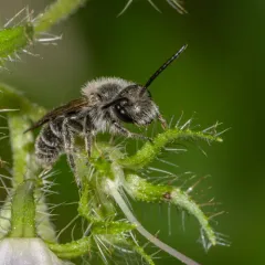 Waterleaf Mining Bee thumbnail 3
