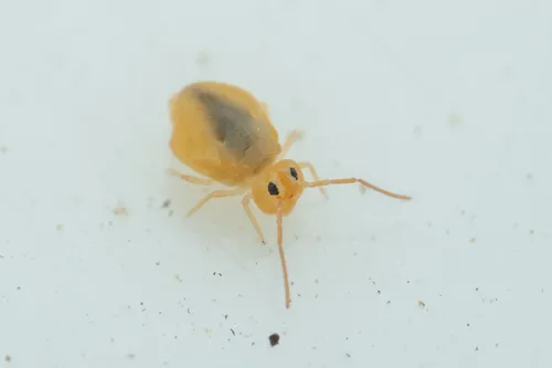 Deuterosminthurus nonfasciatus