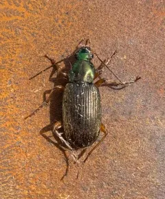 Say's Ground Beetle thumbnail 2
