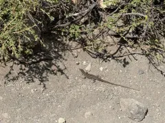 Plateau Striped Whiptail thumbnail 3