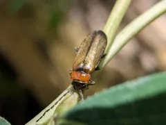 Silis pallida thumbnail 3