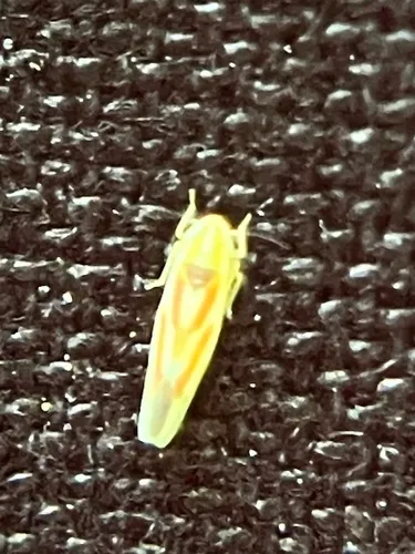 Erythridula aspera