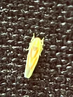 Erythridula aspera thumbnail 1