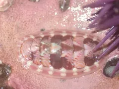 Blue Lined Chiton thumbnail 4