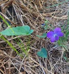 New England Violet thumbnail 2
