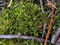 Hair-pointed Feather-moss thumbnail 4