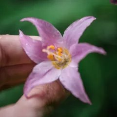 Quinault fawn-lily thumbnail 4