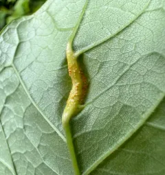 ash rust thumbnail 4