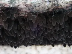 Comatricha sinuatocolumellata thumbnail 2