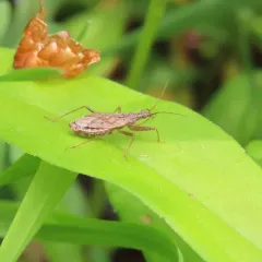 Nabis roseipennis thumbnail 1