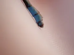 Vernal Bluet thumbnail 3