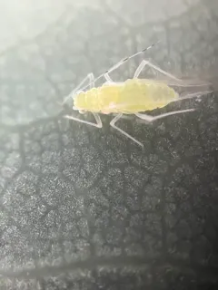 Oak aphid thumbnail 2