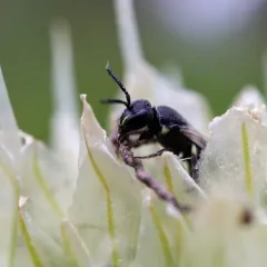 Annulate Masked Bee thumbnail 4