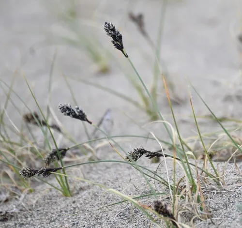Baikal Sedge