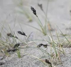 Baikal Sedge thumbnail 1
