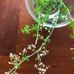 Hedge Bedstraw thumbnail 4
