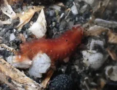 Red Commensal Scaleworm thumbnail 3