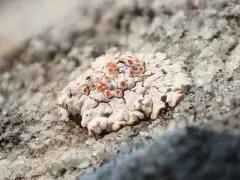 Squamulea galactophylla thumbnail 4