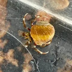 Acadian hermit crab thumbnail 4