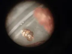Toothless Chrysalis-snail thumbnail 1