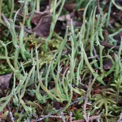 Giant Cladonia Lichen thumbnail 2