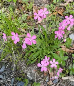 Wild Pink thumbnail 3