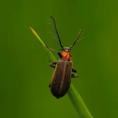 Flaming-pillow Beetle thumbnail 4