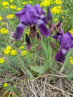 Leafless Iris thumbnail 4