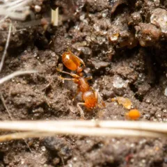 Doubtful Acorn Ant thumbnail 3