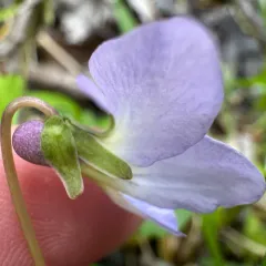 Le Conte's Violet thumbnail 4