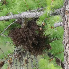 Larch Dwarf-mistletoe thumbnail 4