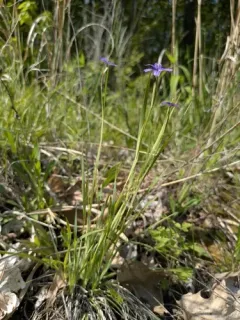 Nishnab blue-eyed grass thumbnail 3