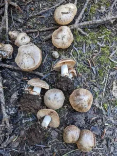 Cortinarius rumoribrunsi thumbnail 2