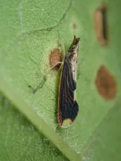 Otiocerus stollii thumbnail 3