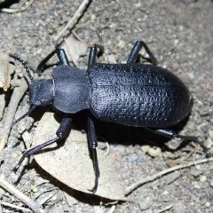 Serrated Darkling Beetle thumbnail 4