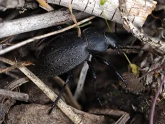 Calosoma cancellatum thumbnail 4