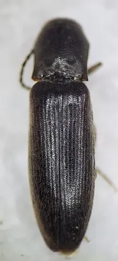 Dalopius tristis thumbnail 2