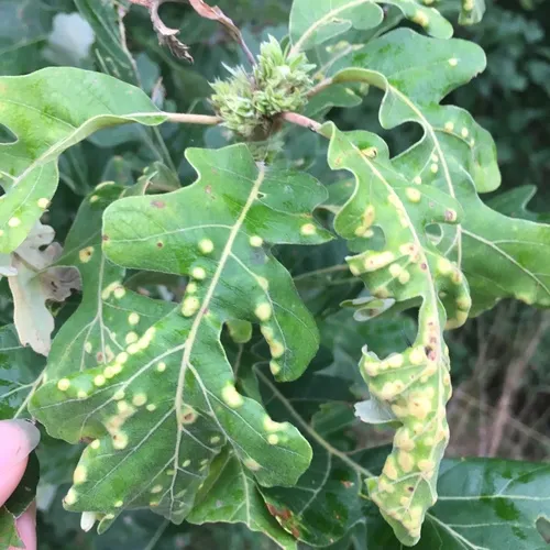 oak flake gall wasp