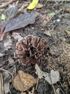 Thelephora americana thumbnail 4