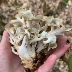 umbrella polypore thumbnail 2