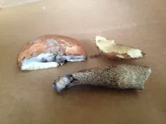 Leccinum atrostipitatum thumbnail 4
