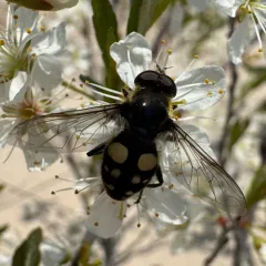 White-spotted Pond Fly thumbnail 4