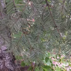 grand fir thumbnail 3