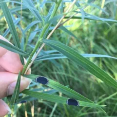 Euthamia leaf gall midge thumbnail 4
