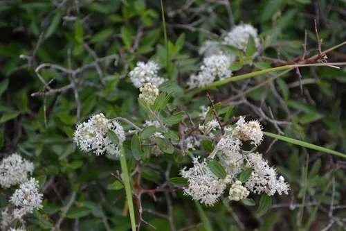 Fendler's ceanothus