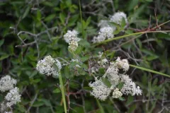 Fendler's ceanothus thumbnail 1
