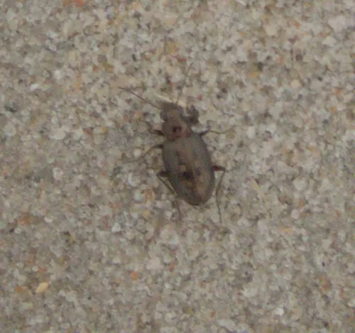 Sand-loving Bembidion Beetle